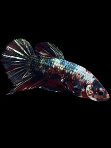 GIANT Male Halfmoon Plakat - Red Koi Copper #1587 - Live Betta Fish