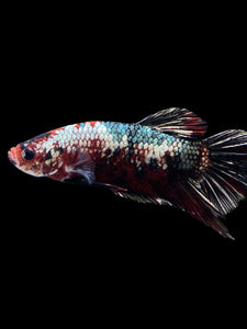 GIANT Male Halfmoon Plakat - Red Koi Copper #1587 - Live Betta Fish
