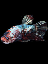 Load image into Gallery viewer, GIANT Male Halfmoon Plakat - Red Koi Copper #1587 - Live Betta Fish
