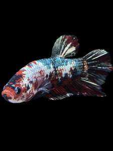 GIANT Male Halfmoon Plakat - Red Koi Copper #1587 - Live Betta Fish