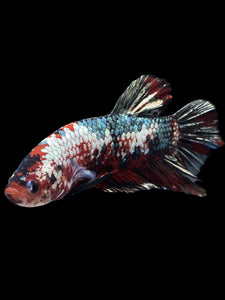 GIANT Male Halfmoon Plakat - Red Koi Copper #1587 - Live Betta Fish