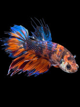 Load image into Gallery viewer, Male Crowntail Plakat - Candy #1588 - Live Betta Fish
