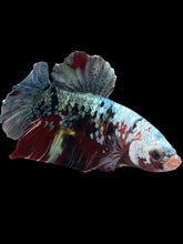Load image into Gallery viewer, GIANT Male Halfmoon Plakat - Koi Copper #1589 - Live Betta Fish
