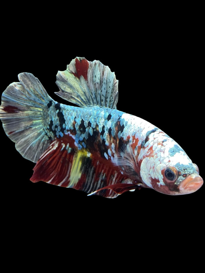 GIANT Male Halfmoon Plakat - Koi Copper #1589 - Live Betta Fish