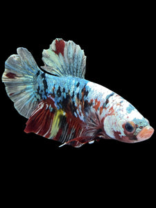 GIANT Male Halfmoon Plakat - Koi Copper #1589 - Live Betta Fish