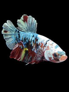GIANT Male Halfmoon Plakat - Koi Copper #1589 - Live Betta Fish