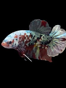 GIANT Male Halfmoon Plakat - Koi Copper #1589 - Live Betta Fish