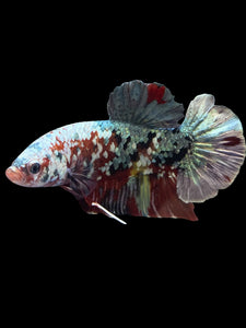 GIANT Male Halfmoon Plakat - Koi Copper #1589 - Live Betta Fish