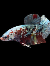 Load image into Gallery viewer, GIANT Male Halfmoon Plakat - Koi Copper #1589 - Live Betta Fish

