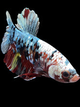 Load image into Gallery viewer, GIANT Male Halfmoon Plakat - Koi Copper #1589 - Live Betta Fish
