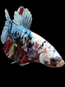 GIANT Male Halfmoon Plakat - Koi Copper #1589 - Live Betta Fish