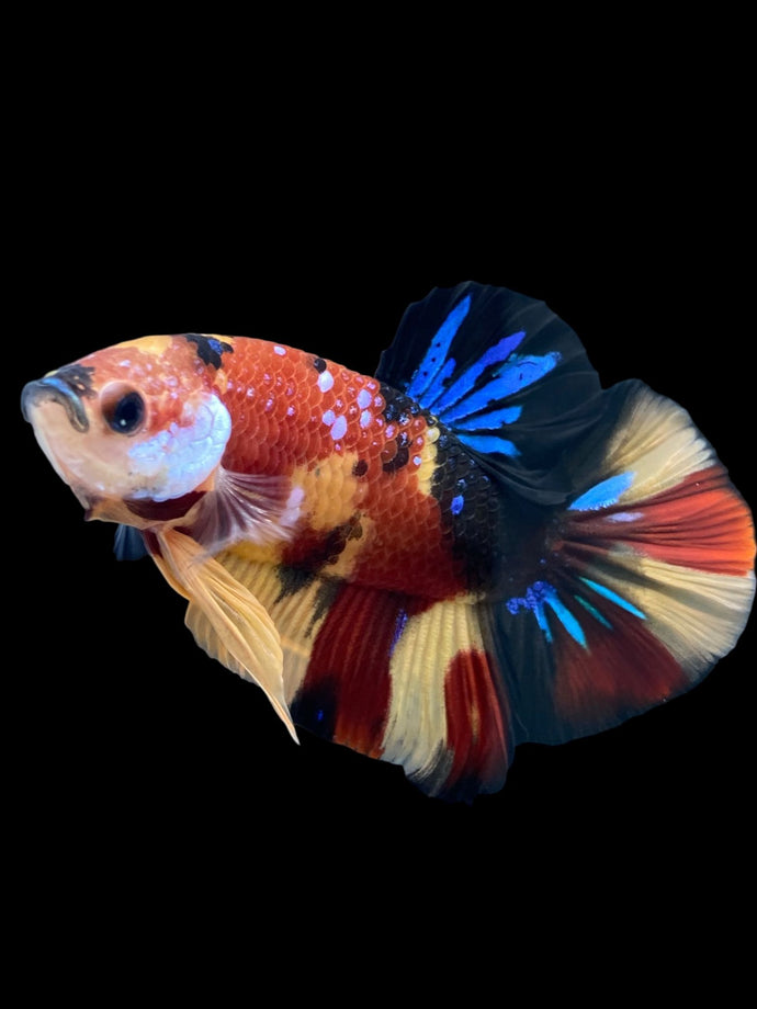 Male Halfmoon Plakat - Nemo Galaxy #1590 - Live Betta Fish