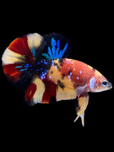 Load image into Gallery viewer, Male Halfmoon Plakat - Nemo Galaxy #1590 - Live Betta Fish
