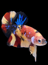 Load image into Gallery viewer, Male Halfmoon Plakat - Nemo Galaxy #1590 - Live Betta Fish
