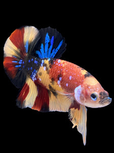 Male Halfmoon Plakat - Nemo Galaxy #1590 - Live Betta Fish