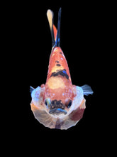 Load image into Gallery viewer, Male Halfmoon Plakat - Nemo Galaxy #1590 - Live Betta Fish
