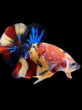 Load image into Gallery viewer, Male Halfmoon Plakat - Nemo Galaxy #1590 - Live Betta Fish
