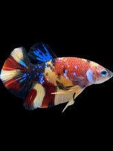 Load image into Gallery viewer, Male Halfmoon Plakat - Nemo Galaxy #1590 - Live Betta Fish
