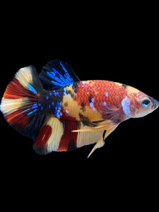 Male Halfmoon Plakat - Nemo Galaxy #1590 - Live Betta Fish