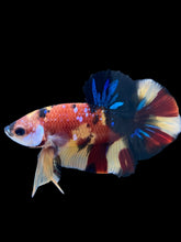 Load image into Gallery viewer, Male Halfmoon Plakat - Nemo Galaxy #1590 - Live Betta Fish
