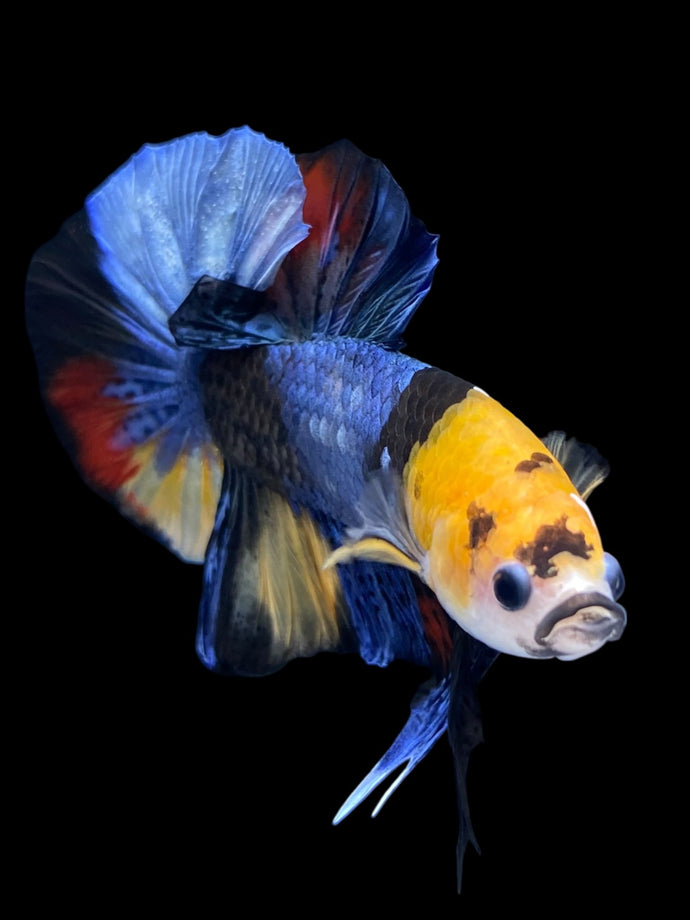 Male Halfmoon Plakat - Galaxy #1594 - Live Betta Fish