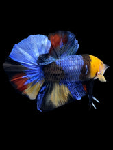 Load image into Gallery viewer, Male Halfmoon Plakat - Galaxy #1594 - Live Betta Fish
