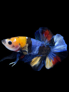 Male Halfmoon Plakat - Galaxy #1594 - Live Betta Fish