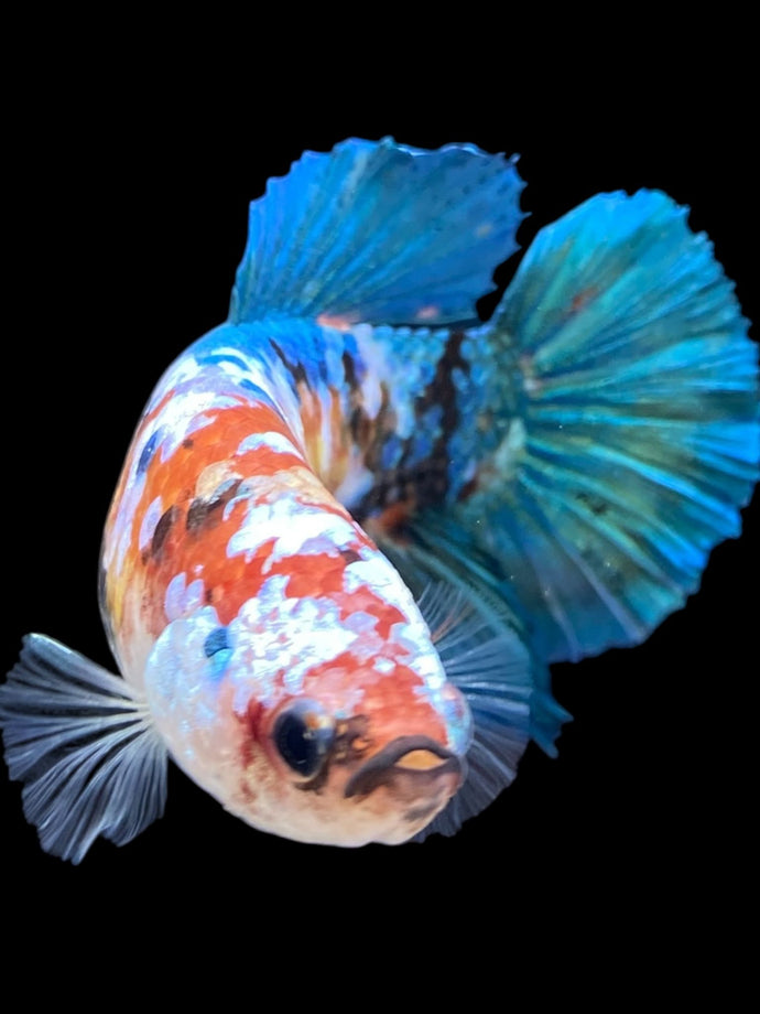 GIANT Female Halfmoon Plakat - Galaxy #1599 Live Betta Fish