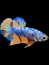 Load image into Gallery viewer, Male Halfmoon Plakat - Candy #1599 - Live Betta Fish
