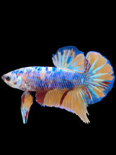 Load image into Gallery viewer, Male Halfmoon Plakat - Candy #1599 - Live Betta Fish

