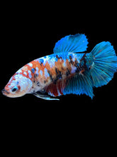 Load image into Gallery viewer, GIANT Female Halfmoon Plakat - Galaxy #1599 Live Betta Fish

