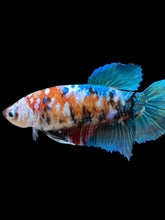 Load image into Gallery viewer, GIANT Female Halfmoon Plakat - Galaxy #1599 Live Betta Fish
