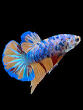 Load image into Gallery viewer, Male Halfmoon Plakat - Candy #1599 - Live Betta Fish
