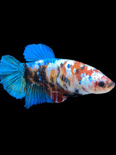 Load image into Gallery viewer, GIANT Female Halfmoon Plakat - Galaxy #1599 Live Betta Fish
