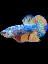 Load image into Gallery viewer, Male Halfmoon Plakat - Candy #1599 - Live Betta Fish
