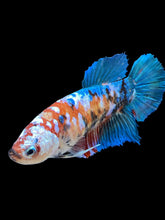 Load image into Gallery viewer, GIANT Female Halfmoon Plakat - Galaxy #1599 Live Betta Fish
