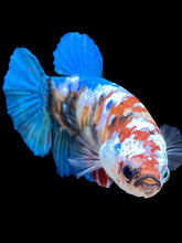 Load image into Gallery viewer, GIANT Female Halfmoon Plakat - Galaxy #1599 Live Betta Fish
