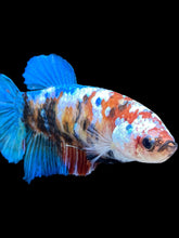 Load image into Gallery viewer, GIANT Female Halfmoon Plakat - Galaxy #1599 Live Betta Fish
