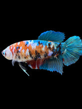 Load image into Gallery viewer, GIANT Female Halfmoon Plakat - Galaxy #1599 Live Betta Fish
