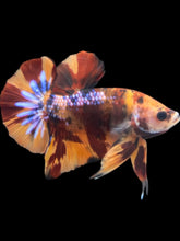 Load image into Gallery viewer, Male Halfmoon Plakat - Multicolor #159 - Live Betta Fish
