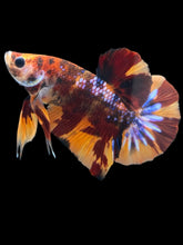 Load image into Gallery viewer, Male Halfmoon Plakat - Multicolor #159 - Live Betta Fish
