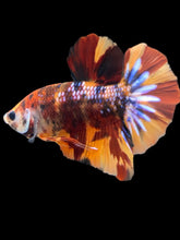 Load image into Gallery viewer, Male Halfmoon Plakat - Multicolor #159 - Live Betta Fish
