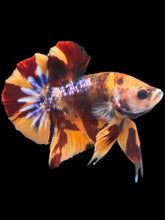 Load image into Gallery viewer, Male Halfmoon Plakat - Multicolor #159 - Live Betta Fish
