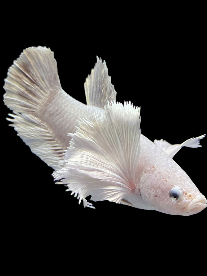 GIANT Female Halfmoon Plakat - Dumbo #1600 Live Betta Fish