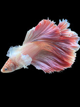 Load image into Gallery viewer, Male Rosetail - Dumbo #1600 - Live Betta Fish
