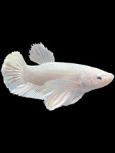 Load image into Gallery viewer, GIANT Female Halfmoon Plakat - Dumbo #1600 Live Betta Fish
