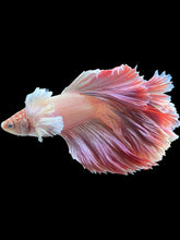 Load image into Gallery viewer, Male Rosetail - Dumbo #1600 - Live Betta Fish
