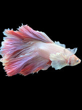 Load image into Gallery viewer, Male Rosetail - Dumbo #1600 - Live Betta Fish
