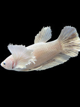 Load image into Gallery viewer, GIANT Female Halfmoon Plakat - Dumbo #1600 Live Betta Fish
