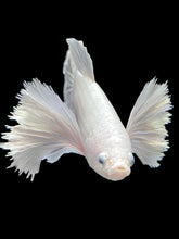 Load image into Gallery viewer, GIANT Female Halfmoon Plakat - Dumbo #1600 Live Betta Fish
